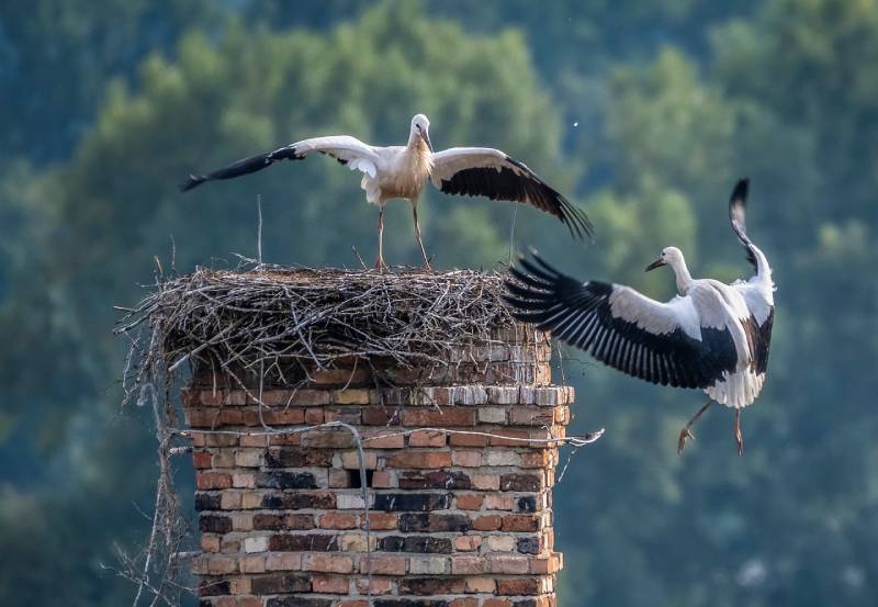 Professional Chimney Animal Removal Services in Northville, Michigan